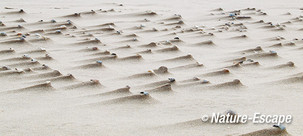 Pukkelstrand, strand Hargen aan Zee 1 220214