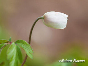 Bosanemoon, bloem, bloei, Wildrijk 1 220314