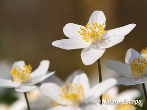 Bosanemoon, bloemen, bloei, Jac P Thijssepark Amstelveen 3 290314