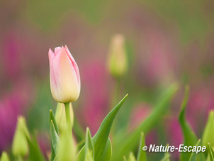 Tulp, in bollenveld, kleur, tulpen, Rondje Wogmeer 2 050414