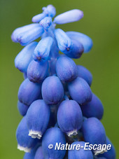 Blauw druifje, detail bloemen, bloei, tB1 070414