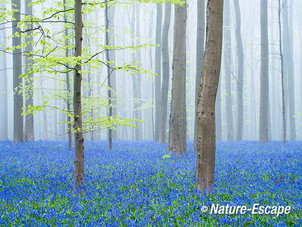 Hallerbos, boshyacinten, bloemen, bloei, mist, Hallerbos 1_1 120414