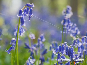 Boshyacint, boshyacinten, bos, blauw, Hallerbos 3 120414