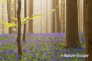 Hallerbos, boshyacinten, bloemen, bloei, mist, Hallerbos 11 120414