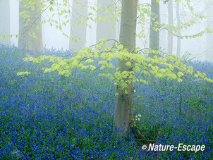 Hallerbos, boshyacinten, bloemen, bloei, mist, Hallerbos 9 120414