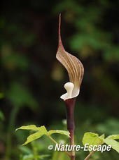 Arisaema sikokianum, bloem, bloei, tB1 180414