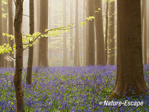 Hallerbos, boshyacinten, bloemen, bloei, mist, Hallerbos 10 120414