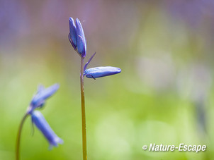 Boshyacint, bloemknoppen, Hallerbos 1 120412