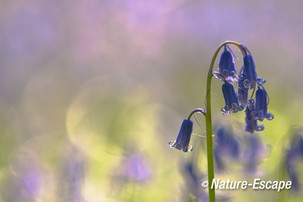 Boshyacint, bloemen, bloei, Hallerbos 12 120414