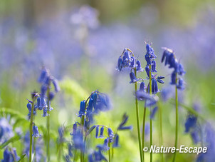 Boshyacint, boshyacinten, bos, blauw, Hallerbos 11 120414