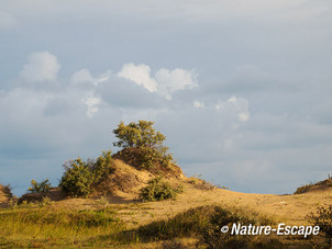 Duinlandschap, met zandverstuiving, AWD1 160814