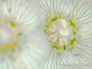 Parnassia, bloem, bloei, Middenduin 4 060914