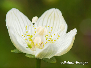 Parnassia, bloem, bloei, Middenduin 1 060914