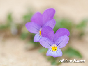 Duinviooltje, bloemen, bloei, AWD1 130914