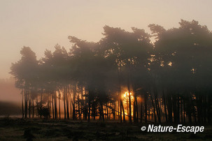 Zonsopkomst, opkomende zon, bij dennenbos, Deelerwoud 1 270914