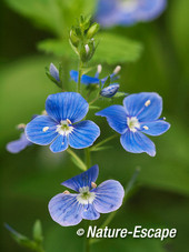 Gewone ereprijs, bloemen, bloei, Koningshof 1 240514