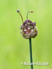 Kraailook, bloemknoppen, Dwingelderveld 1 300514