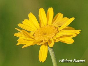 Gele ganzenbloem, bloem, bloei, Castricummerpolder 1 090614