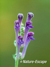 Trosglidkruid, bloemen, bloei, Koningshof 1 041014