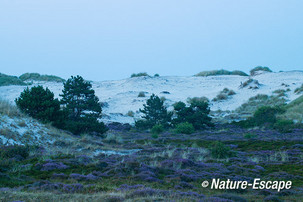 Dennen, stuifduin, avond, Hargen 3 070814