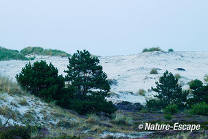 Dennen, stuifduin, avond, Hargen 1 070814