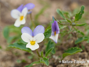 Driekleurig viooltje, bloemen, bloei, AWD1 160814