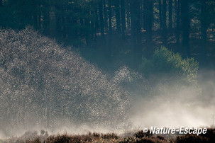 Damp, smeltende rijp, in landschap, SBB Schoorl 2 190115