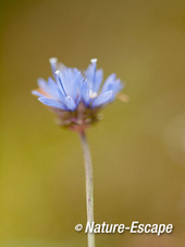 Zandblauwtje, bloemen, bloei, SBB Schoorl 2