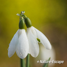 Sneeuwklokje, bloemen, bloei, Leyduin 2 220215