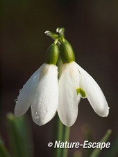 Sneeuwklokje, bloemen, bloei, Leyduin 6 220215