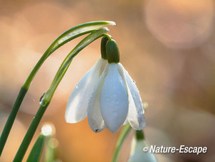 Sneeuwklokje, bloemen, bloei, Leyduin 5 220215