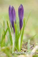 Krokus sp., bloemknoppen, Elswout 6 070315