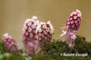 Groot hoefblad, bloemknoppen, bloei, Eslwout 1 160315