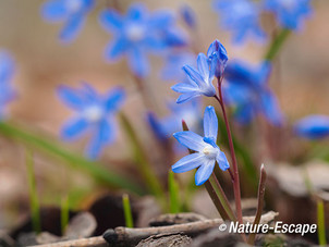 Sneeuwroem, bloemen, bloei, landgoed Marquette 4 230315