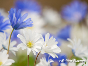 Blauwe anemoon, witte en blauwe bloemen, bloei, Marquette 1 030415