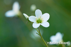 Knolsteenbreek, bloemen, bloei, Jac P. Thijssepark, Amstelveen 1 130515