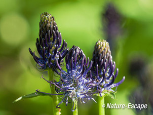 Zwartblauwe rapunzel, bloemen, bloei, Jac P Thijssepark, Amstelveen 2 130515