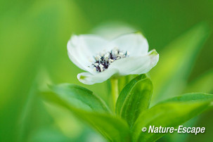 Zweedse kornoelje, bloem, bloei, Jac P Thijssepark, Amstelveen 2 130515