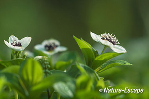 Zweedse kornoelje, bloem, bloei, Jac P Thijssepark, Amstelveen 1 130515